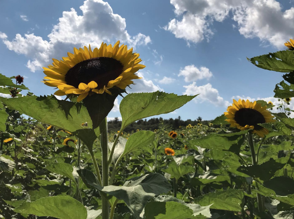 Sunflower Festival @ Red Apple Farm