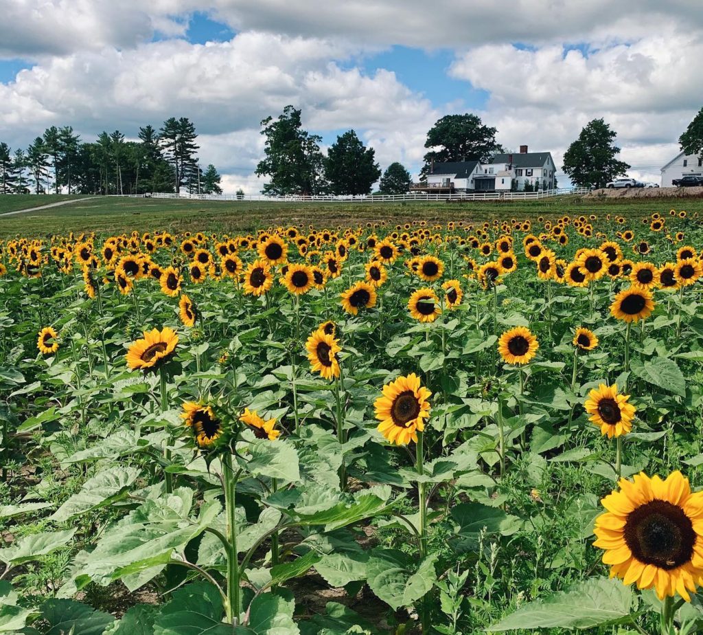 Hollis Hill Farm Sunflower Festival