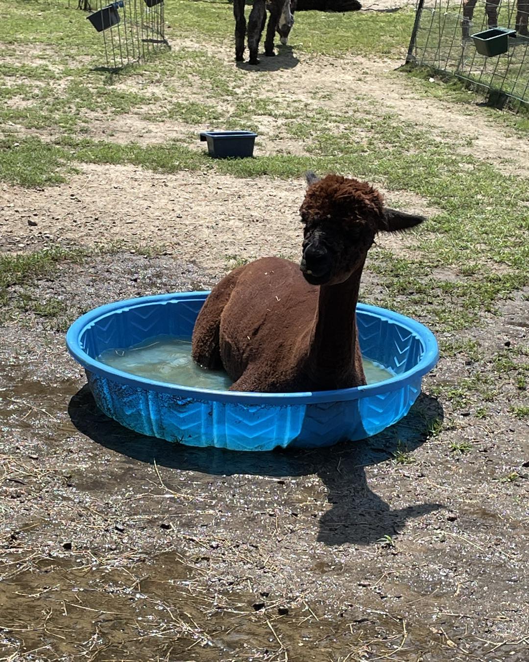 alpaca