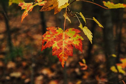 Fall Tree Identification Walk at New England Botanic Garden