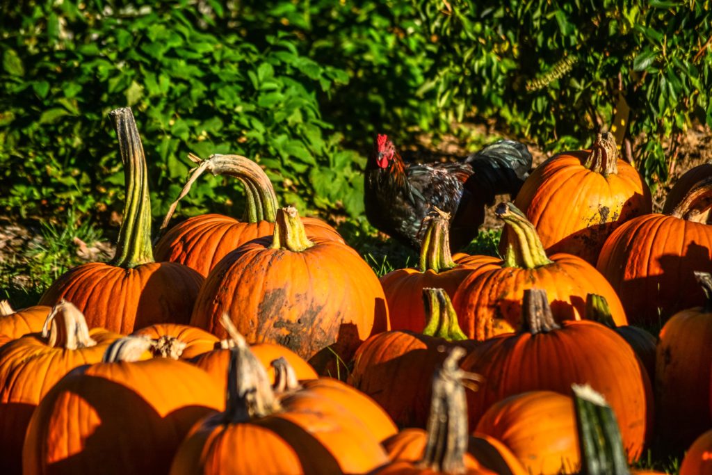 Pumpkins and a Chicken at Red Apple Farm