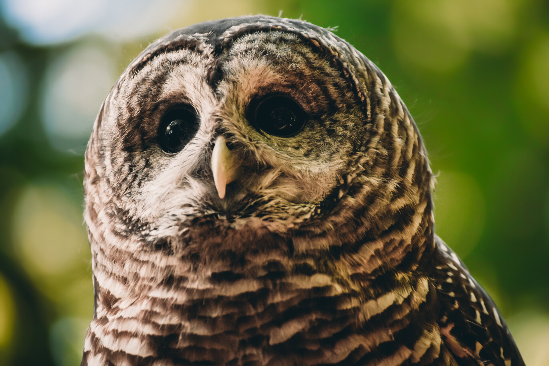 owl