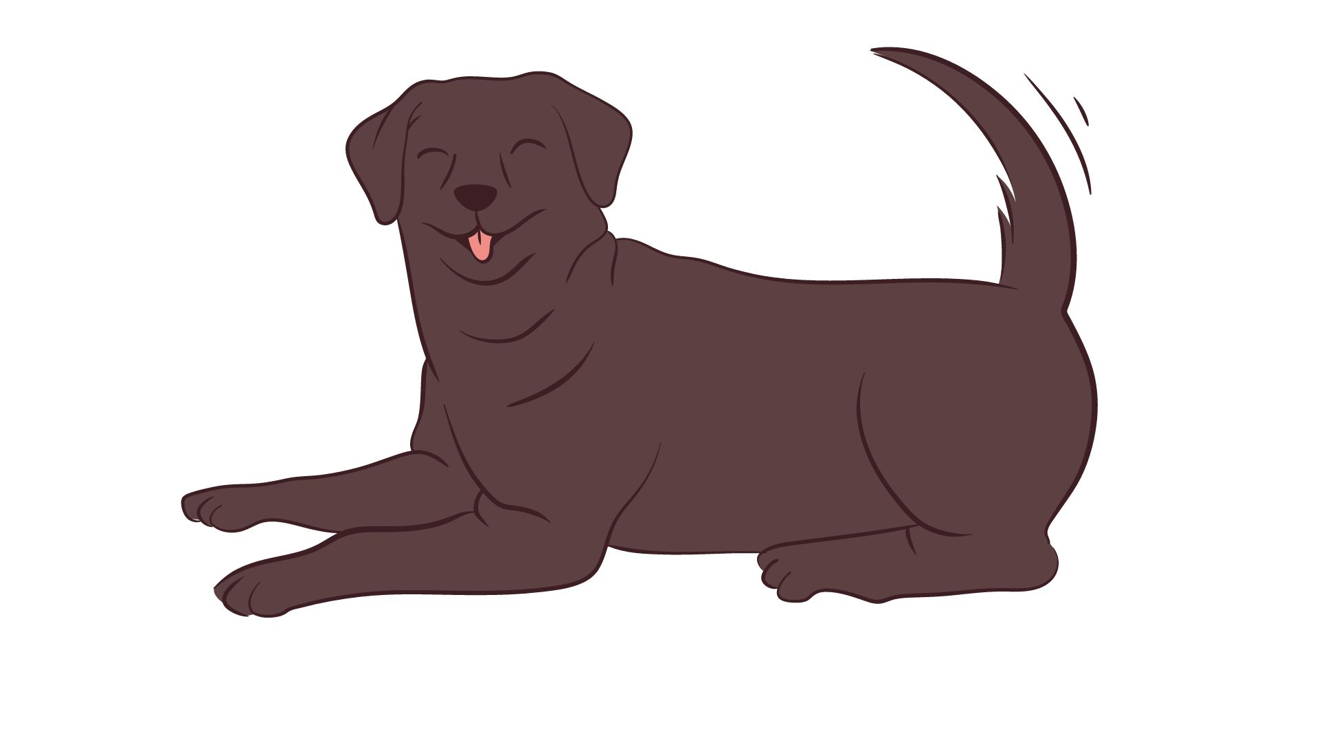 Labrador-retriever