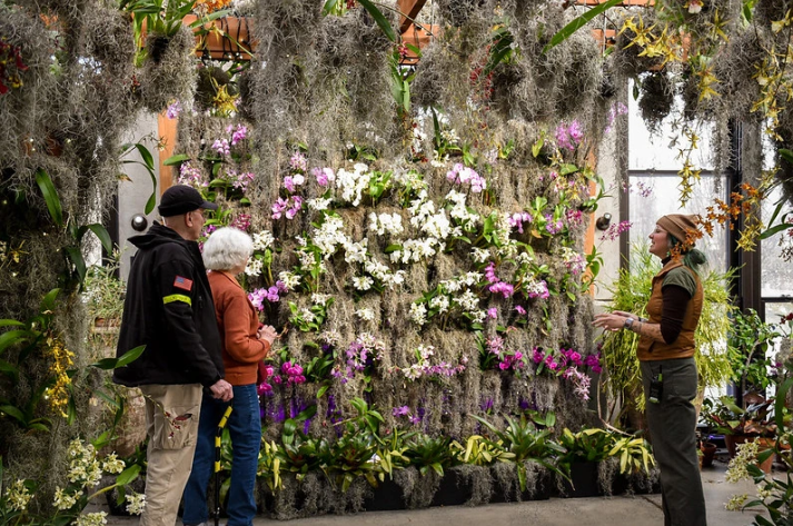 orchids
