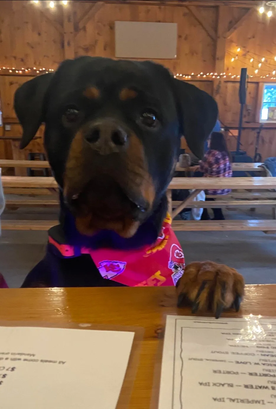 Dog At Red Apple Farm