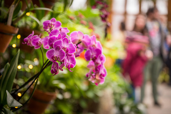 Patterns in Bloom: Orchid Exhibition