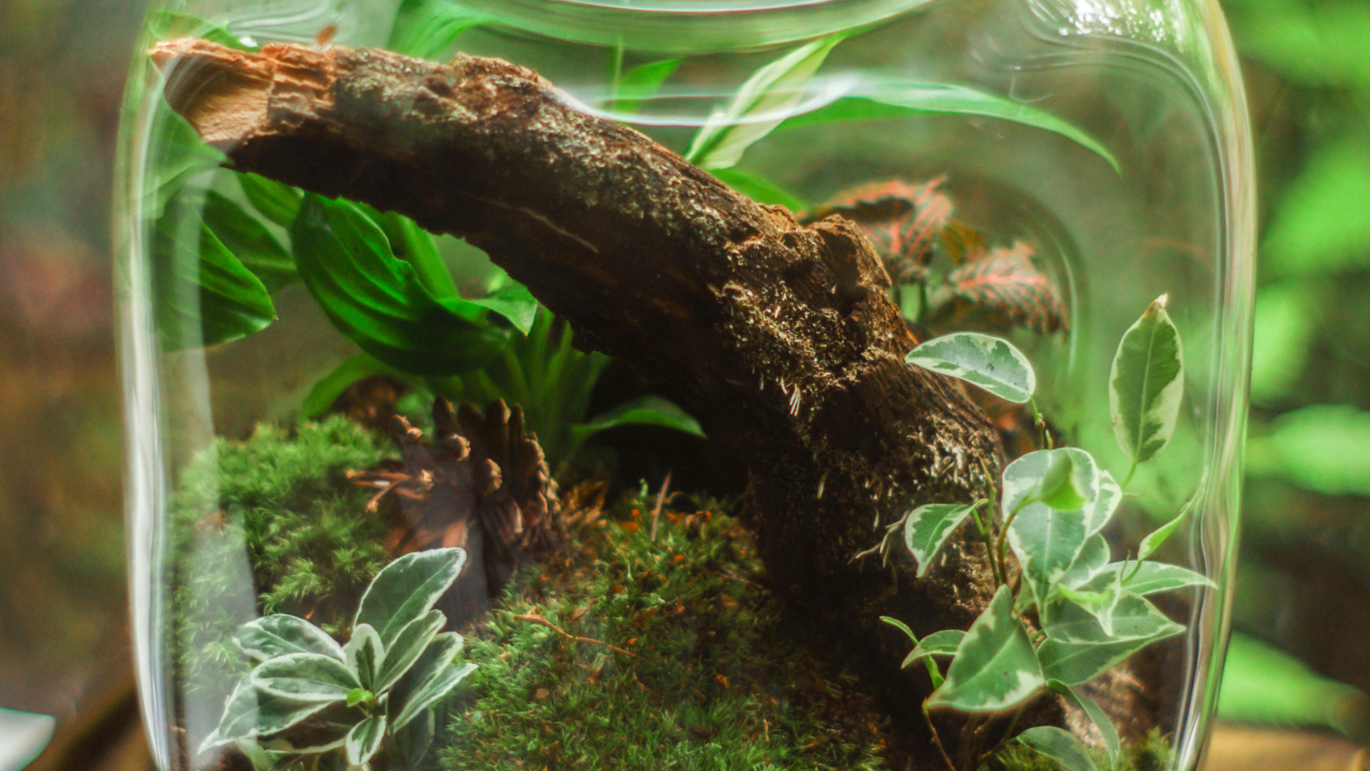 terrarium