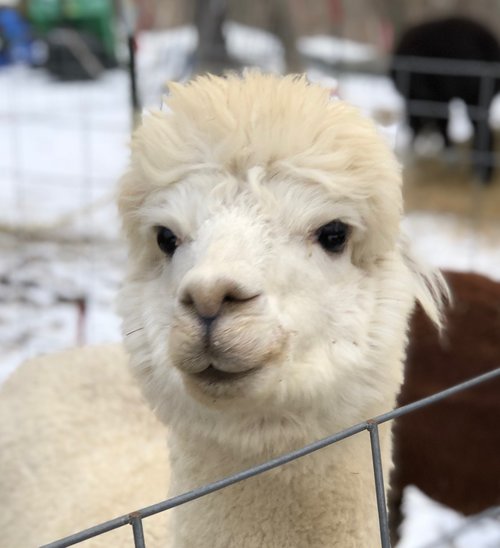 Pascal from In the Meadow Farm. Be sure to say hi to him at the Alpaca Photo Booth!