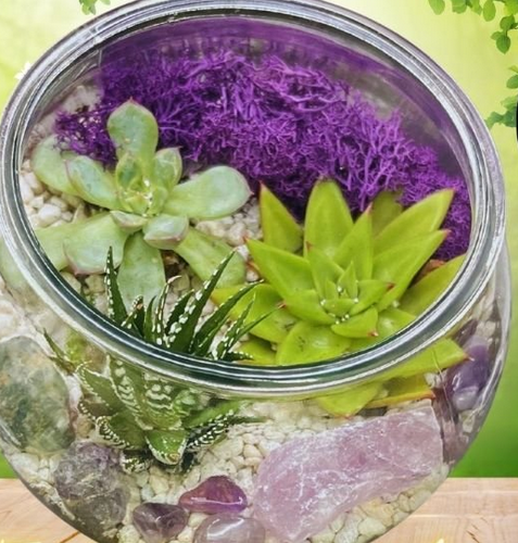 Succulent-Terrarium