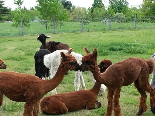 Come Meet the Alpacas at Plain View Farm During the Spring Fling!