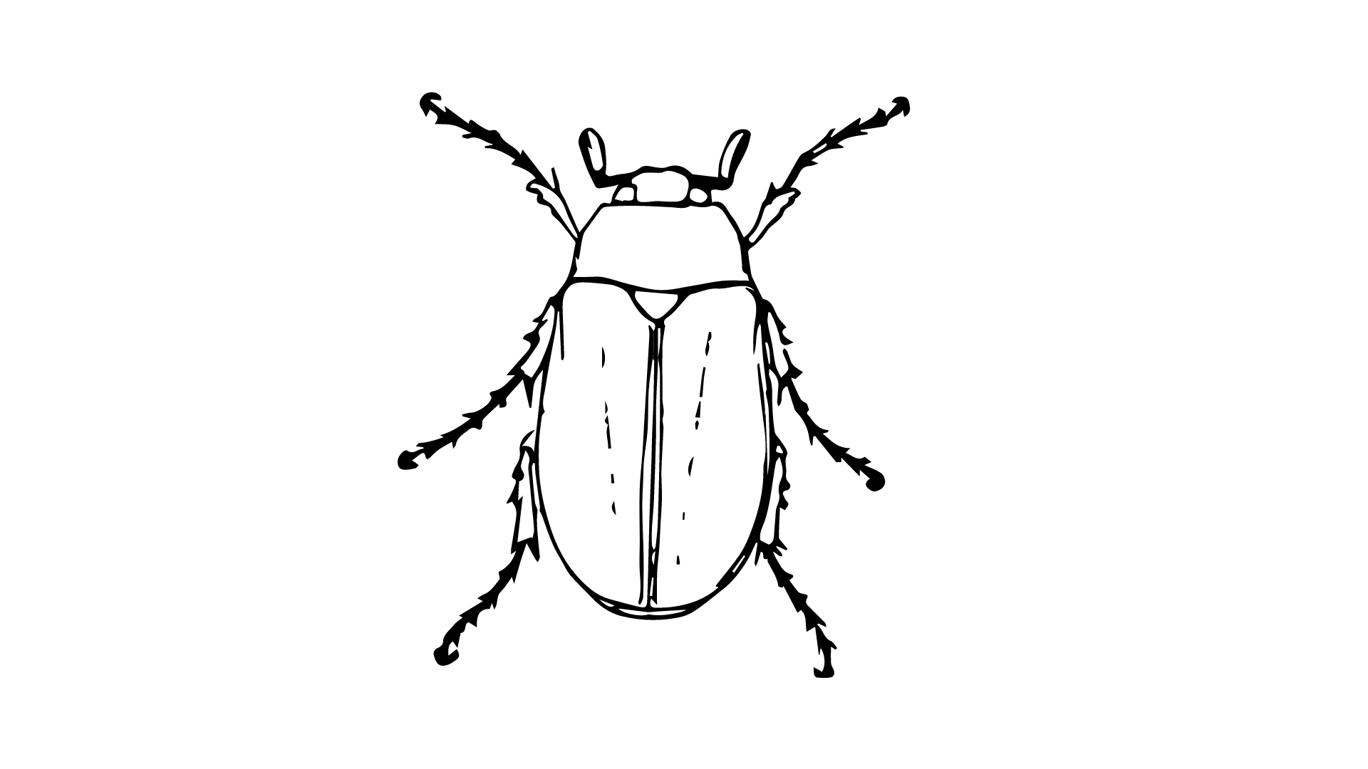 Beetle