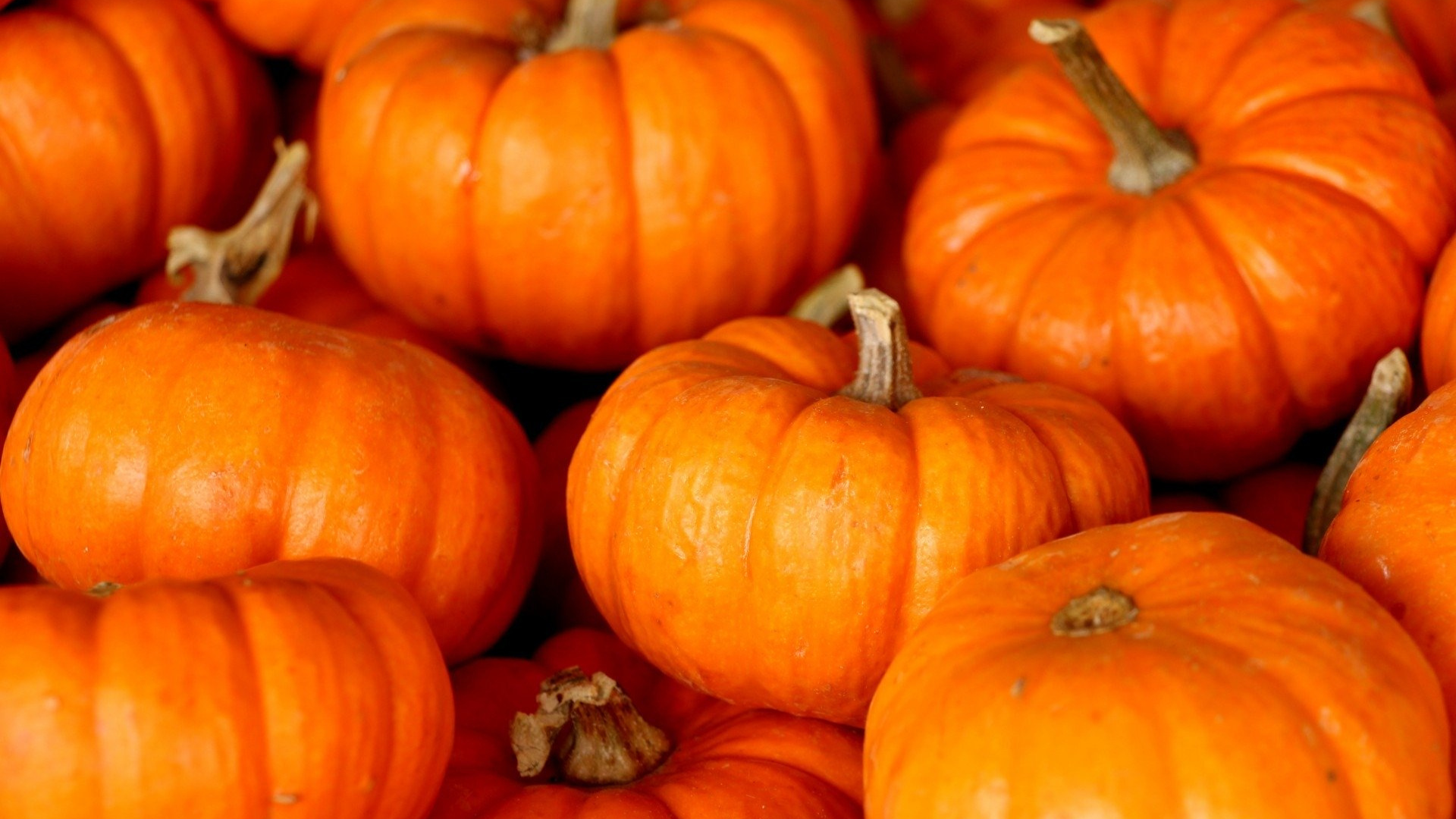 Hollis-Hill-Fall-Fest