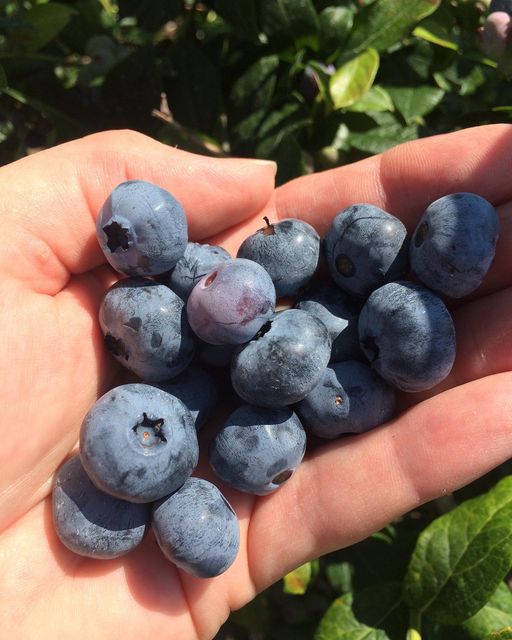 RedApple-Farm-Blueberry