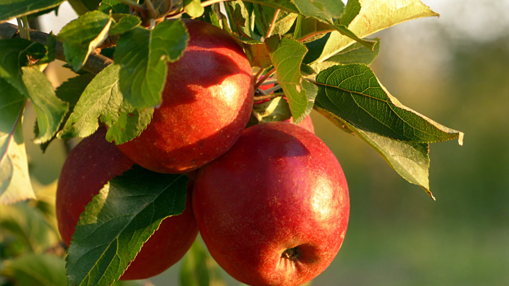 apple