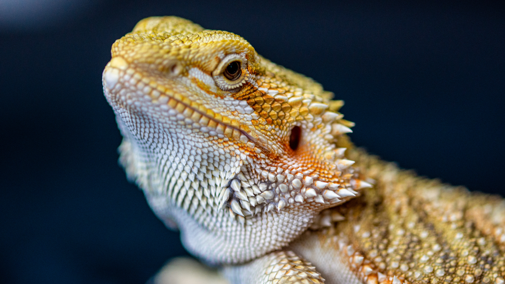 bearded dragon