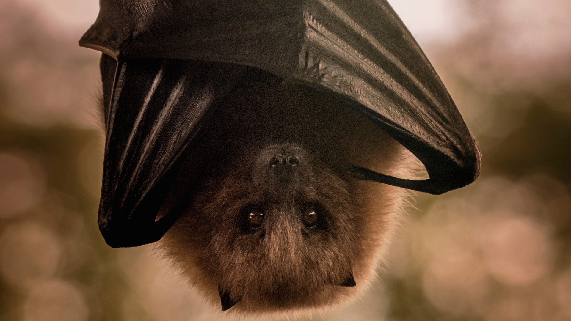 bats